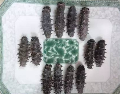 供應(yīng)高檔干海參禮盒，傳統(tǒng)晾曬